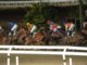 Successo e spettacolo alla Settima Giornata di corse al Varese Park Racecourse Successo e spettacolo alla Settima Giornata di corse al Varese Park Racecourse