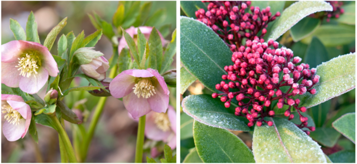 A sinistra l’helleboro - la cosiddetta rosa di Natale - illumina i giardini ombrosi con fioriture eleganti quando tutto il resto tace; a destra la skimmia con le sue gemme rosate che esplodono a fine inverno