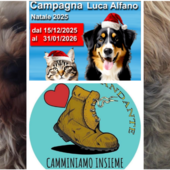 L'indimenticabile Luca Alfano con il suo Laky: nel loro nome si apre la campagna di Natale per aiutare con una donazione gli animali delle persone indigenti sostenute al Centro Diurno il Viandante L'indimenticabile Luca Alfano con il suo Laky: nel loro nome si apre la campagna di Natale per aiutare con una donazione gli animali delle persone indigenti sostenute al Centro Diurno il Viandante