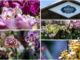 All'Agricola ogni giorni orchidee protagoniste (sotto in gallery l'area dedicata): dall'11 al 13 settembre torna la rassegna "Varese Orchidea" All'Agricola ogni giorni orchidee protagoniste (sotto in gallery l'area dedicata): dall'11 al 13 settembre torna la rassegna "Varese Orchidea"