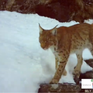 VIDEO. La lince torna a farsi vedere in Ossola: nuovi avvistamenti confermati da un video VIDEO. La lince torna a farsi vedere in Ossola: nuovi avvistamenti confermati da un video
