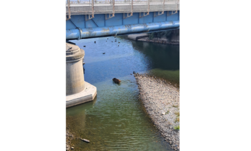 Il cinghiale che nuota indisturbato nelle acque del canale che divide Albissola Superiore da Albissola Marina in provincia di Savona
