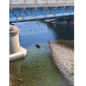 Il cinghiale che nuota indisturbato nelle acque del canale che divide Albissola Superiore da Albissola Marina in provincia di Savona Il cinghiale che nuota indisturbato nelle acque del canale che divide Albissola Superiore da Albissola Marina in provincia di Savona