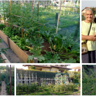 Gli orti urbani di via Santa Maria Maddalena a Bizzozero: quelli coltivati grazie al duro lavoro e alla passione di un gruppo di persone che sono diventati anche amici sono uno spettacolo, gli altri non assegnati o abbandonati con erba alta un po' meno...