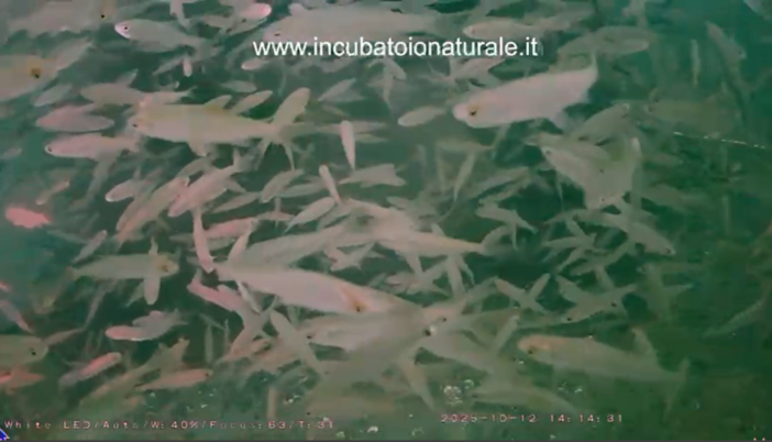 Le immagini tratta dal video dell'associazione La Pinta dall'incubatoio sul Lago Maggiore ad Angera