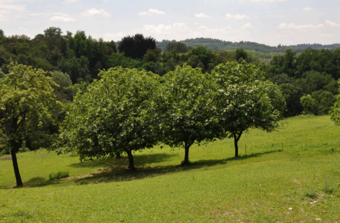 Da Bizzozero a Capolago, ma non solo. Al via le gite nel Plis Cintura Verde Sud tra storia, cultura e natura Da Bizzozero a Capolago, ma non solo. Al via le gite nel Plis Cintura Verde Sud tra storia, cultura e natura