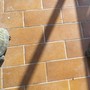 Due delle tartarughe salvate e affidate da Casaringhio