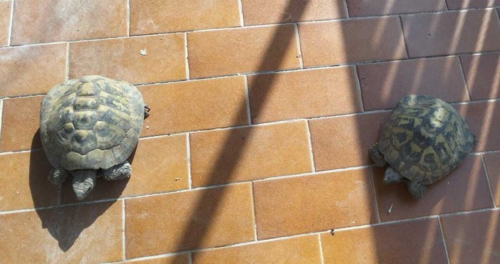 Due delle tartarughe salvate e affidate da Casaringhio Due delle tartarughe salvate e affidate da Casaringhio