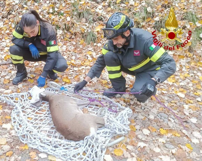 Il capriolo salvato nei boschi sopra Velate a Varese Il capriolo salvato nei boschi sopra Velate a Varese