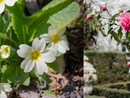 La primavera fa il suo debutto e Varese diventa un... fiore