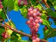 Vendemmia posticipata in Lombardia: la raccolta dell'uva slitta di una settimana per il clima pazzo