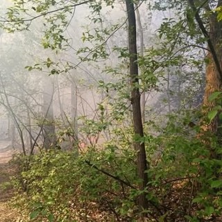 Incendio nel bosco di Vergiate (foto dalla pagina Facebook del sindaco) Incendio nel bosco di Vergiate (foto dalla pagina Facebook del sindaco)