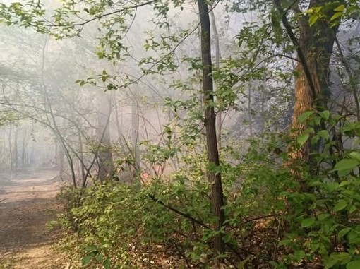 Incendio nel bosco di Vergiate (foto dalla pagina Facebook del sindaco)