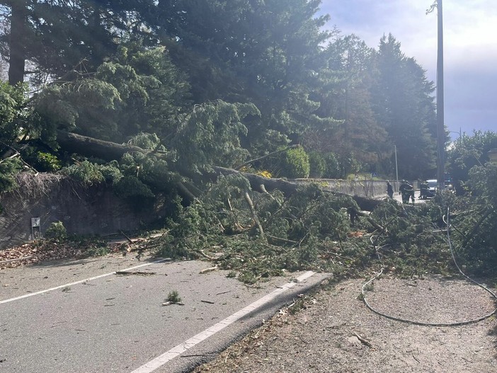 Il grosso albero caduto in via Caracciolo a Varese