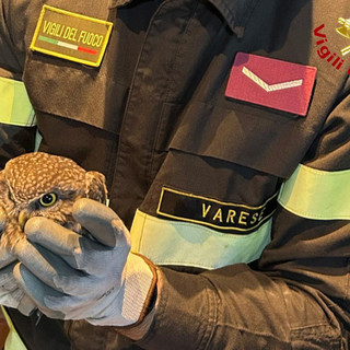 La civetta tratta in salvo dai vigili del fuoco in via Tasso a Varese