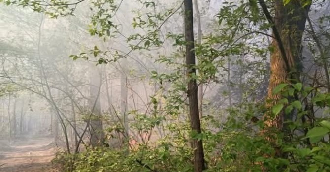 Incendio nel bosco di Vergiate (foto dalla pagina Facebook del sindaco)