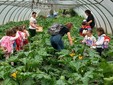 I piccoli dell'asilo Dell'Acqua di Casciago protagonisti all'azienda agricola Sciareda di Cittiglio I piccoli dell'asilo Dell'Acqua di Casciago protagonisti all'azienda agricola Sciareda di Cittiglio