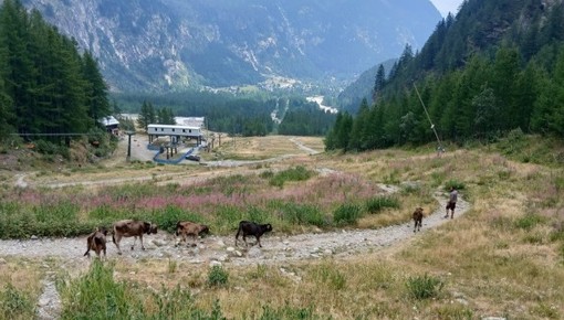 Due vitelli uccisi  in pieno giorno da un lupo vicino a Macugnaga