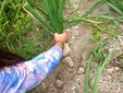 I piccoli dell'asilo Dell'Acqua di Casciago protagonisti all'azienda agricola Sciareda di Cittiglio I piccoli dell'asilo Dell'Acqua di Casciago protagonisti all'azienda agricola Sciareda di Cittiglio