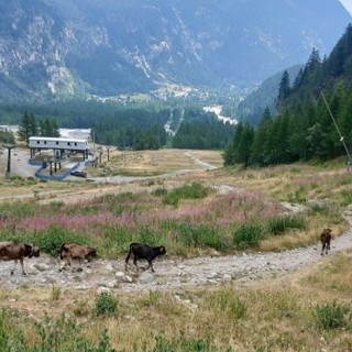 Due vitelli uccisi in pieno giorno da un lupo vicino a Macugnaga Due vitelli uccisi in pieno giorno da un lupo vicino a Macugnaga