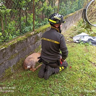 FOTO. Capriolo in difficoltà in un parco di Besozzo: salvato dai vigili del fuoco