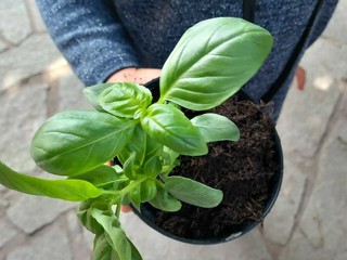 I piccoli dell'asilo Dell'Acqua di Casciago protagonisti all'azienda agricola Sciareda di Cittiglio I piccoli dell'asilo Dell'Acqua di Casciago protagonisti all'azienda agricola Sciareda di Cittiglio