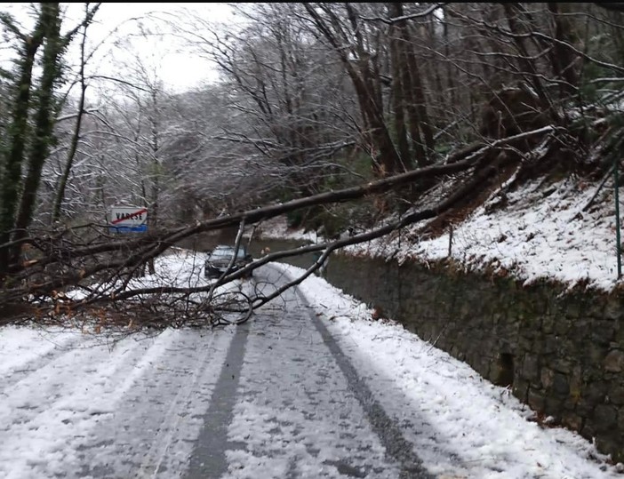 Alberi caduti e disagi al Sacro Monte (foto Livio Lonati)