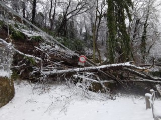 Alberi caduti e disagi al Sacro Monte (foto Livio Lonati)