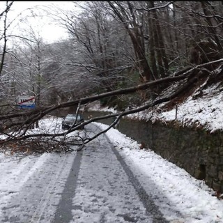 Alberi caduti e disagi al Sacro Monte (foto Livio Lonati)