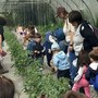I piccoli dell'asilo Dell'Acqua di Casciago protagonisti all'azienda agricola Sciareda di Cittiglio I piccoli dell'asilo Dell'Acqua di Casciago protagonisti all'azienda agricola Sciareda di Cittiglio