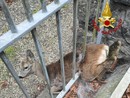 FOTO. Capriolo intrappolato in una recinzione, a Comerio arrivano i vigili del fuoco