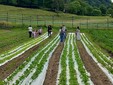 I piccoli dell'asilo Dell'Acqua di Casciago protagonisti all'azienda agricola Sciareda di Cittiglio I piccoli dell'asilo Dell'Acqua di Casciago protagonisti all'azienda agricola Sciareda di Cittiglio