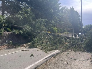 L'albero caduto questa mattina in via Caracciolo L'albero caduto questa mattina in via Caracciolo