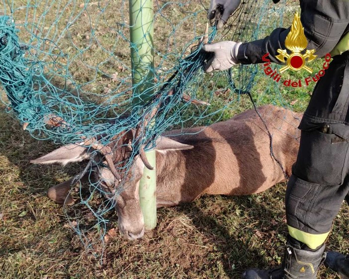FOTO. Cervo resta impigliato con le corna a una rete alla Rasa: liberato dai vigili del fuoco FOTO. Cervo resta impigliato con le corna a una rete alla Rasa: liberato dai vigili del fuoco