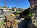 L'albero caduto in via Monte Generoso L'albero caduto in via Monte Generoso