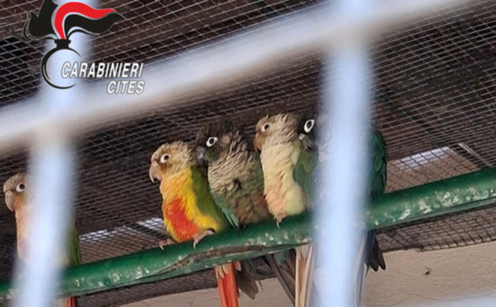 Lago Maggiore, controlli all’Isola Madre: sanzione da 30.000 euro per giardino zoologico privo di licenza Lago Maggiore, controlli all’Isola Madre: sanzione da 30.000 euro per giardino zoologico privo di licenza