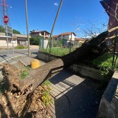 L'albero caduto in via Monte Generoso