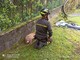 FOTO. Capriolo in difficoltà in un giardino di Besozzo: salvato dai vigili del fuoco