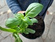 I piccoli dell'asilo Dell'Acqua di Casciago protagonisti all'azienda agricola Sciareda di Cittiglio I piccoli dell'asilo Dell'Acqua di Casciago protagonisti all'azienda agricola Sciareda di Cittiglio