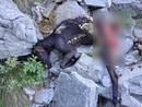 Ancora predazioni di bestiame da parte di lupi in val Vigezzo: il grido d'allarme del sindaco di Re Ancora predazioni di bestiame da parte di lupi in val Vigezzo: il grido d'allarme del sindaco di Re
