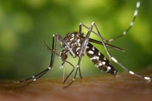 Con le zanzare nel Varesotto torna l'allerta West Nile virus: trovato un uccello infetto. L'anno scorso i casi furono cinque