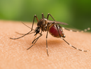 Caso di West Nile Virus individuato a Carnago: paziente ricoverato Caso di West Nile Virus individuato a Carnago: paziente ricoverato