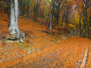 I colori dell'autunno al Campo dei Fiori