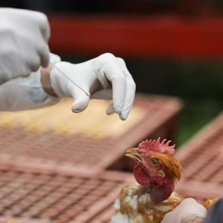 Aviaria, in Lombardia primo caso umano rilevato in Europa: «Paziente atterrato a Malpensa da un Paese africano» Aviaria, in Lombardia primo caso umano rilevato in Europa: «Paziente atterrato a Malpensa da un Paese africano»