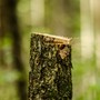 La Lega: «A Varese troppi anni di accetta facile, alberi tagliati e verde non curato. Città Giardino? Non più» La Lega: «A Varese troppi anni di accetta facile, alberi tagliati e verde non curato. Città Giardino? Non più»