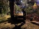 FOTO. Paura nella notte a Luino: un'auto sfonda il guard rail, colpisce una pianta e finisce nel giardino di una villa