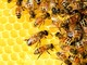 Clima anomalo: a Varese un anno nero per le api (e per gli apicoltori)