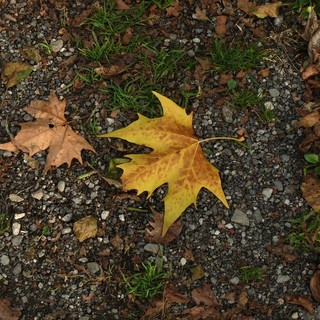 Bertoni: «Il weekend inizia con le nuvole e finisce con la pioggia»