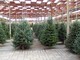 I consigli di Coldiretti Varese per un albero di Natale perfetto