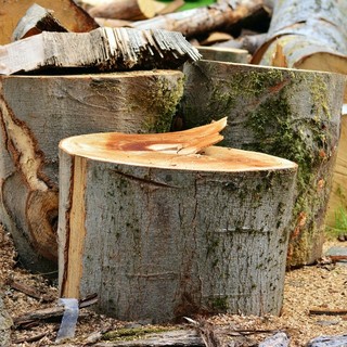 «Varese sta perdendo i suoi grandi alberi? Chiediamo una moratoria sugli abbattimenti e maggiore trasparenza»